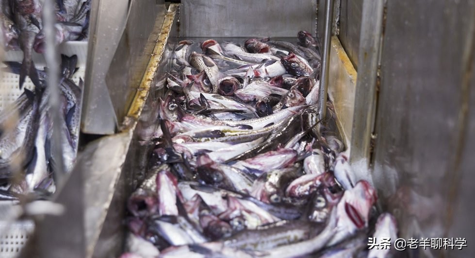 掌握朝鲜半岛的“救命鱼”，俄罗斯却拱手让中国，究竟有何企图？