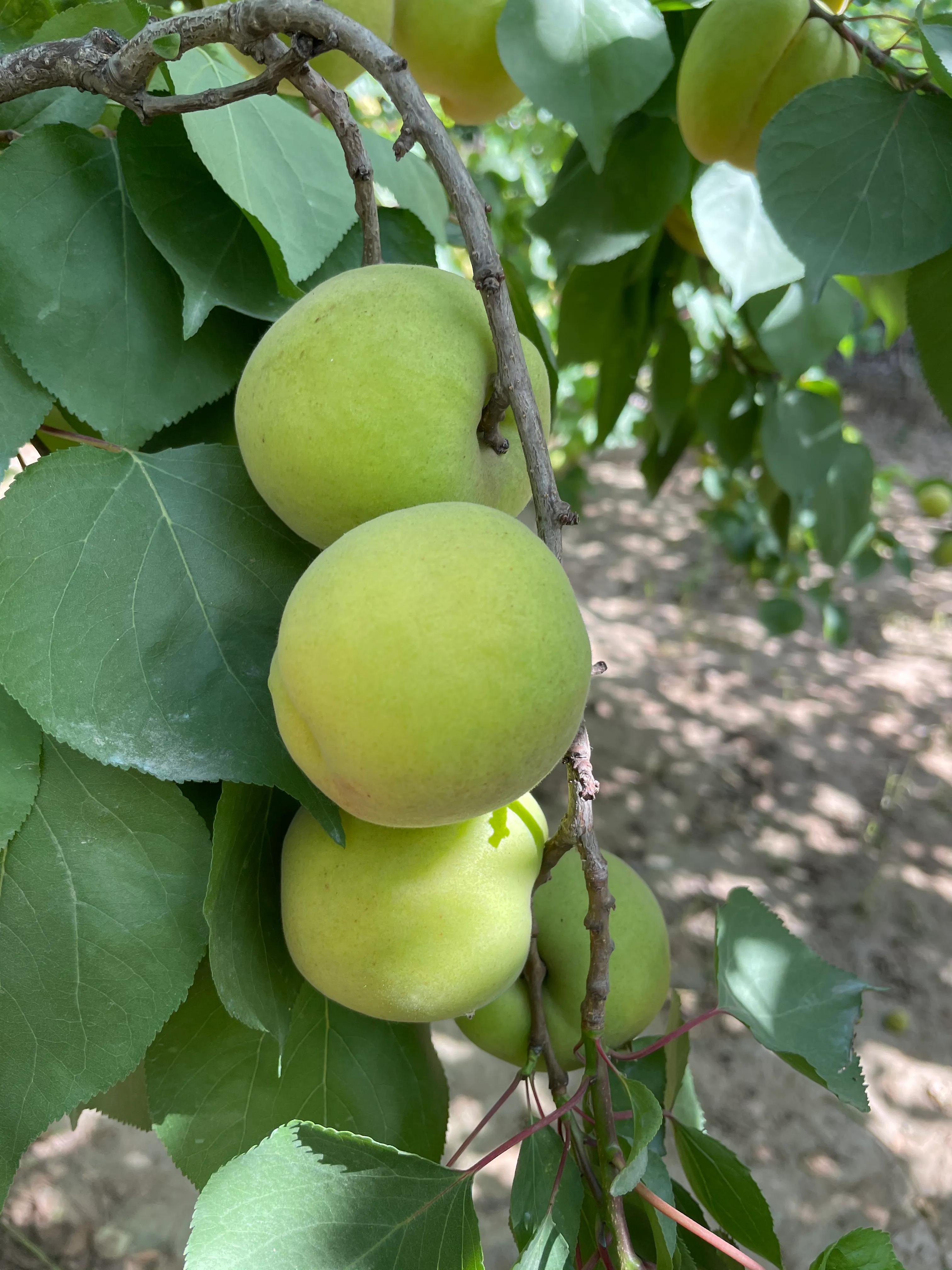 杏子核的营养价值,杏子降血压