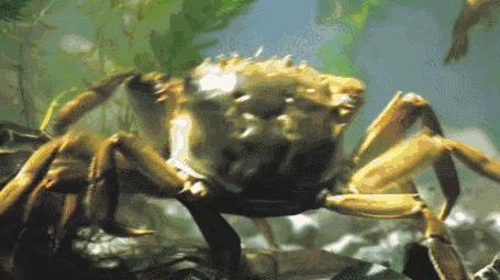 阳澄湖大闸蟹的特色怎么介绍,阳澄湖大闸蟹养成记