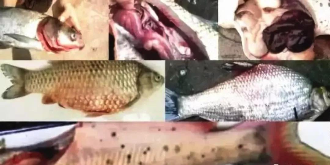 鱼类败血症,鱼病毒性败血症