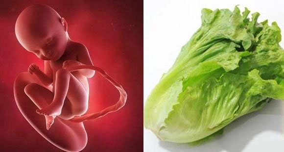 1-40周胎儿发育拍照片记录对比,一张图看懂胎儿发育