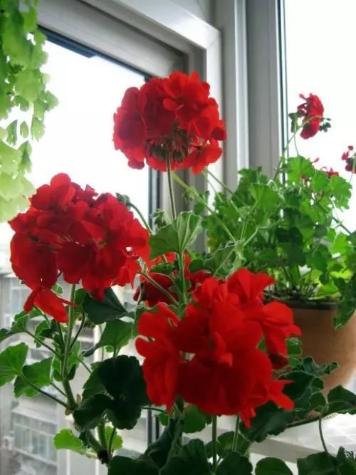 天竺葵不开花的3个原因,天竺葵不开花的原因