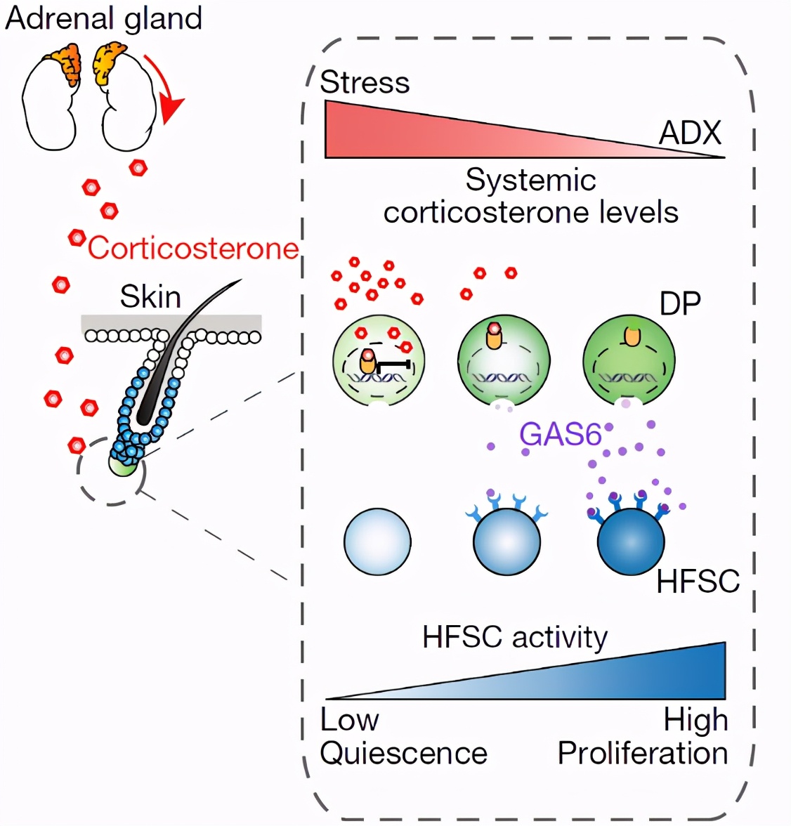 激动哭…科学家找到压力致秃的真相,头秃的你有救了!