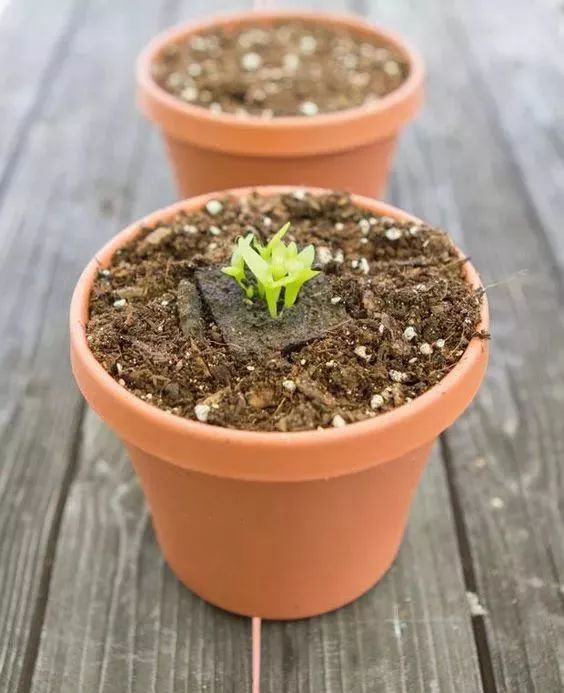 玉米棒子插水里，7天冒出小森林