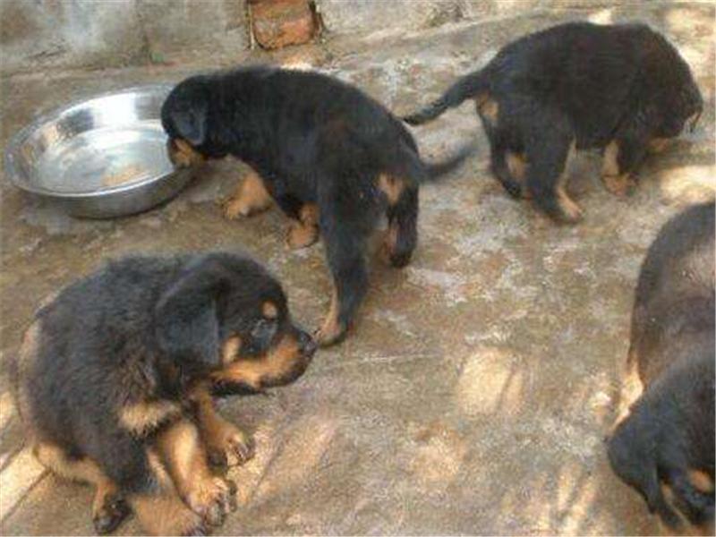 2024年肉狗养殖市场前景怎样,肉狗养殖前景与利润广告