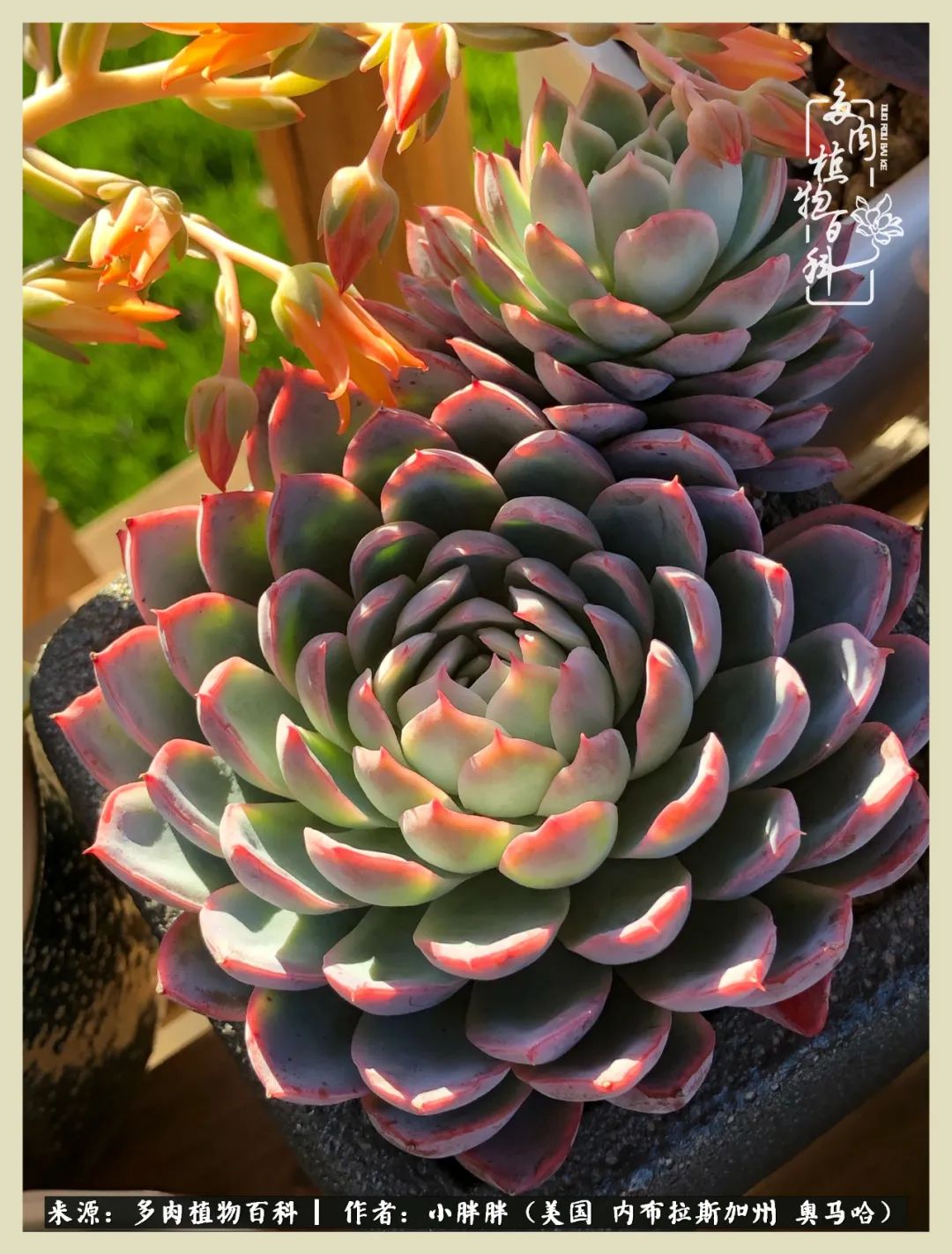 多肉小白入坑攻略,多肉小白2个月成功入坑