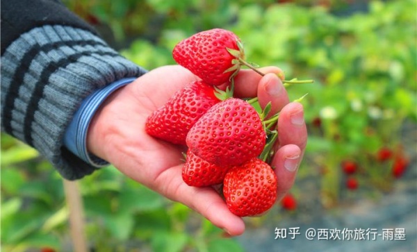 *疆新**瓜果攻略最好的季节配最美味的水果