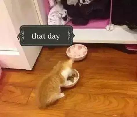 橘猫的7大优点养过的人都说好,自从养了猫才知道什么是爱