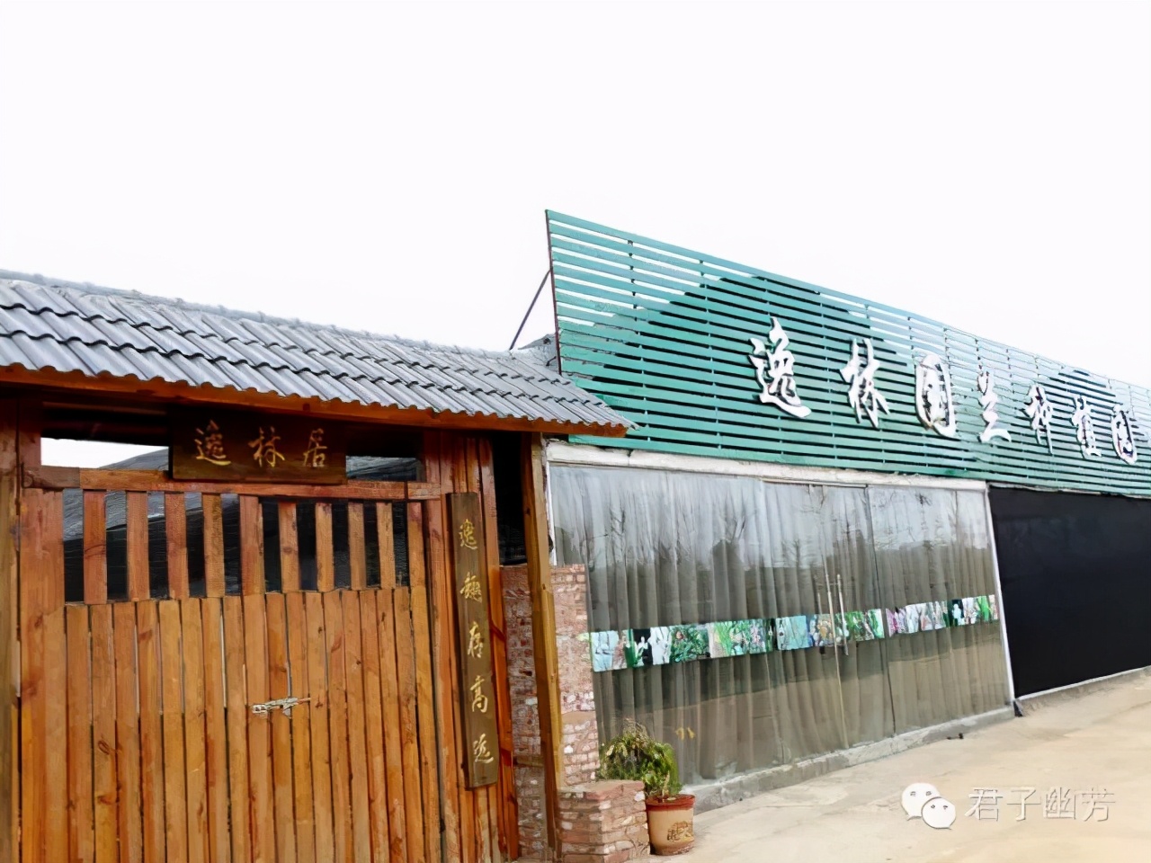 莲瓣兰心心相印种植基地,心心相印莲瓣兰谁种得最多