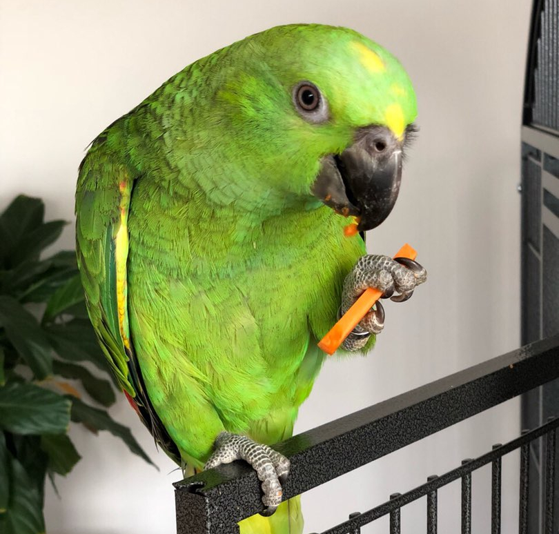 亚马逊鹦鹉为什么成了很多养鸟人得不到的鹦鹉梦？