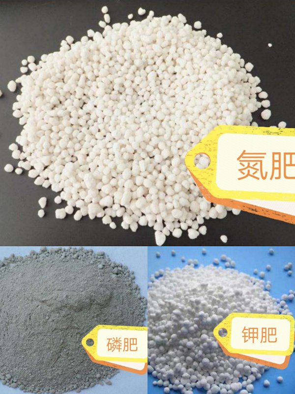 丝瓜白霉病防治,丝瓜烂果的原因及防治方法