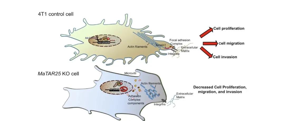 乳腺癌靶点图,乳腺癌抗癌新发现