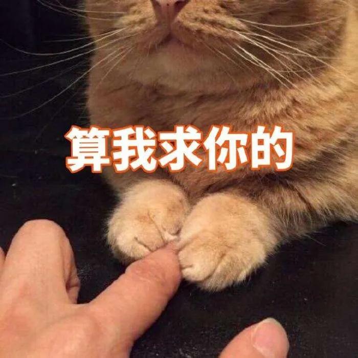 猫咪的八种习性图片,猫咪的七种性格