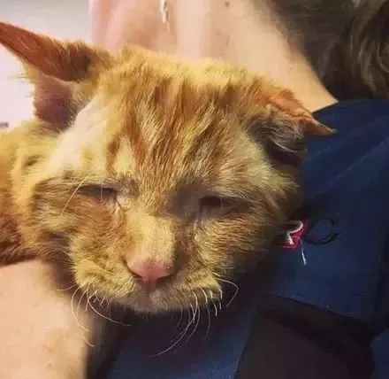 苦瓜脸的喵星人,苦瓜脸猫咪