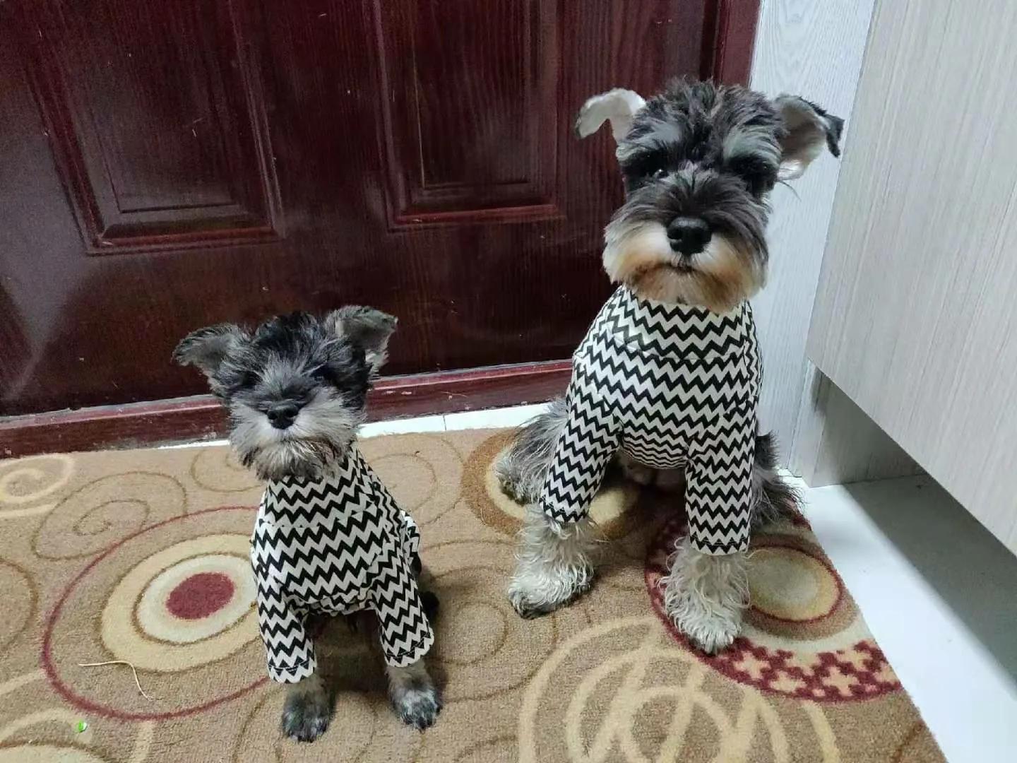 小狗是随时都可以怀孕吗,有狗狗后怀孕了注意什么