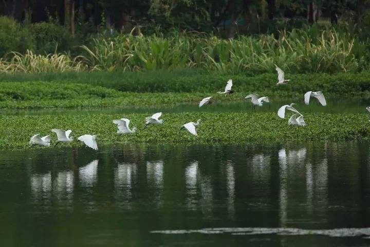 安徽省临泉县,1935年建县,人口二百余万,全国文化先进县