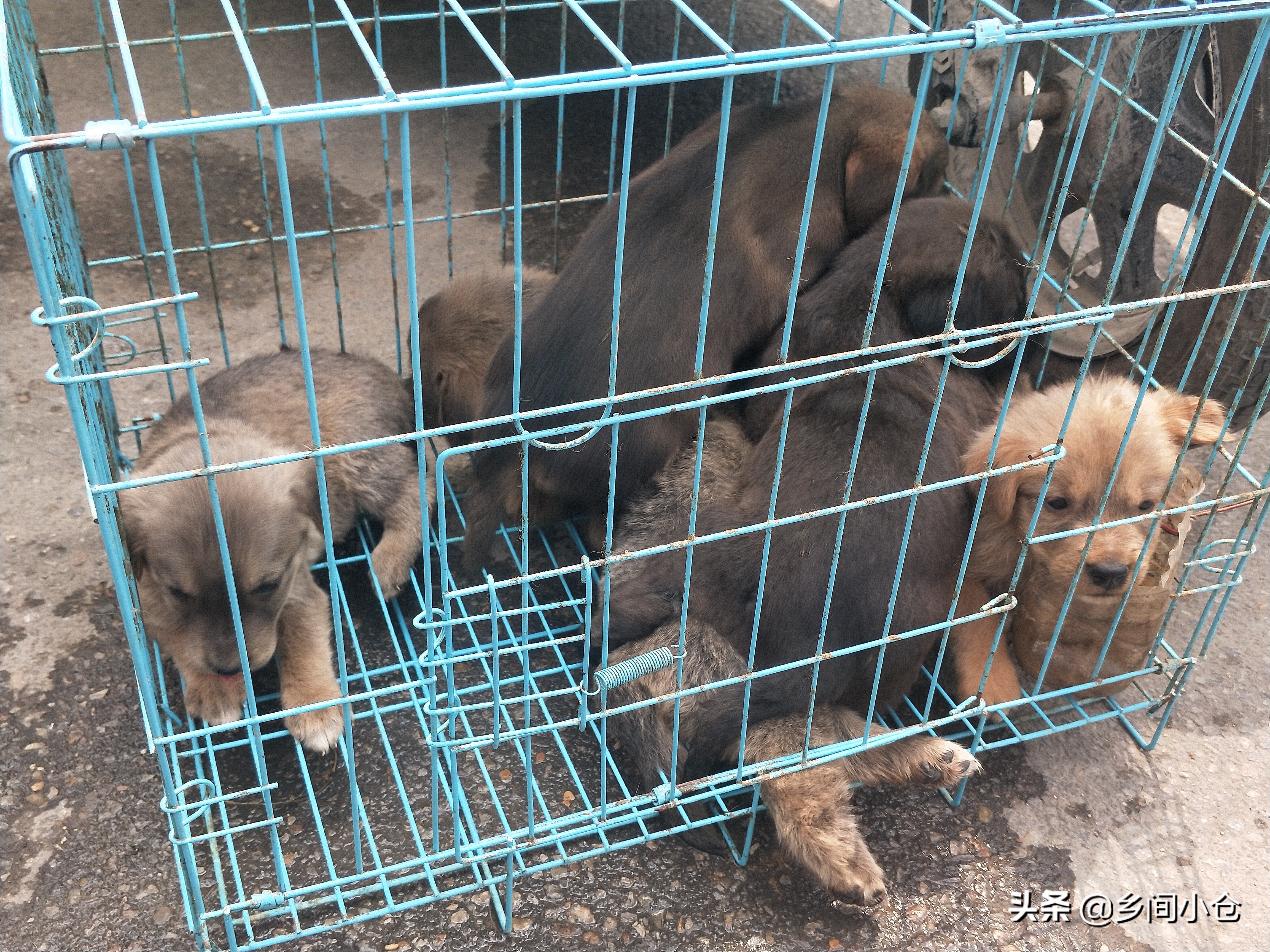 小妹子逛狗市遇到没见过的品种,大型狗市都有什么品种