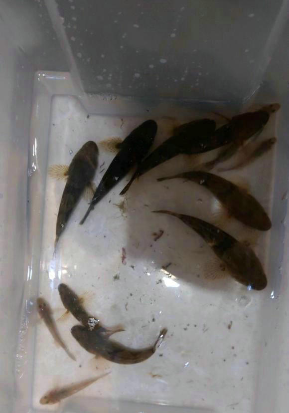 番禺野生笋壳鱼,野外笋壳鱼