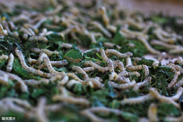 蚕病防治技术100问,蚕的防治方案