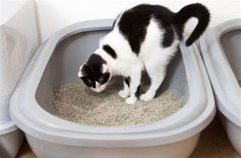 猫咪有点便血怎么回事,猫咪便血是什么原因导致的呢