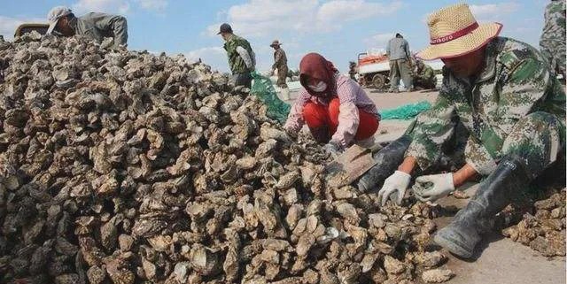 200万吨生蚝滞销完整视频,山东省生蚝滞销