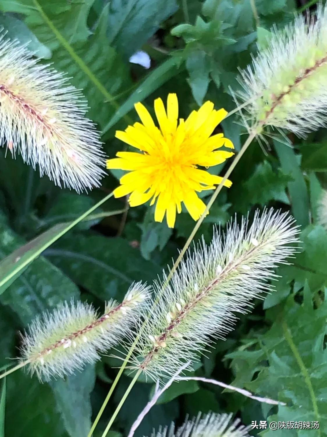 一树桔子被别人摘完了,一树桔