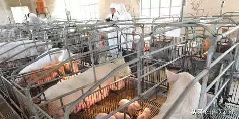 最全母猪饲喂技巧,母猪的饲喂方法