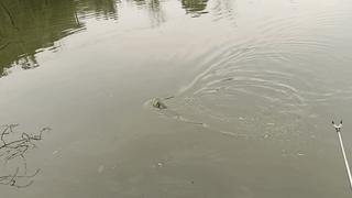 手竿钓鲢鳙最有效的方法,手竿钓鲢鳙的正确方法与技巧