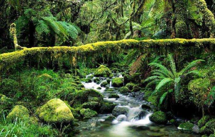 中国发现最大的蛇到底有多大,世界上最大的蛇究竟有多大