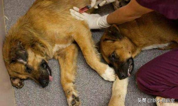 狗狗吐黄色液体也没精神,怎么判断狗狗是肠胃炎还是胰腺炎