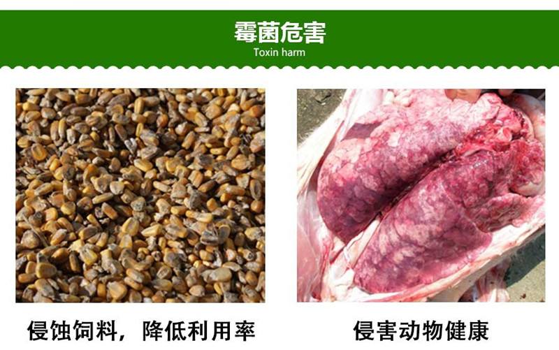 很多养猪人不知道：我们常说的霉菌毒素，其实有6种毒！
