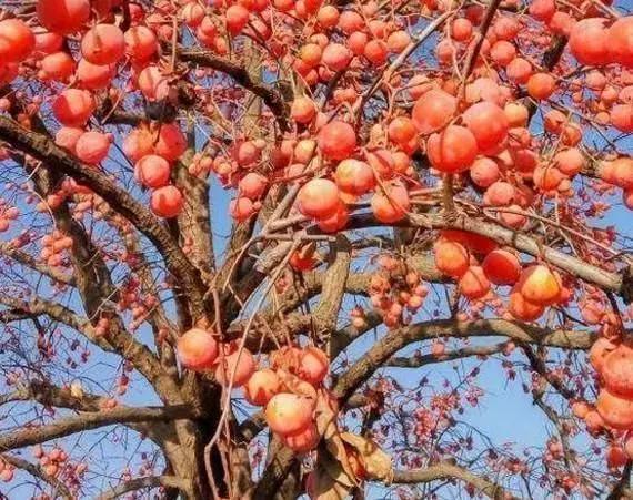 大荔县段家乡东高垣,大荔县段家镇有哪些村