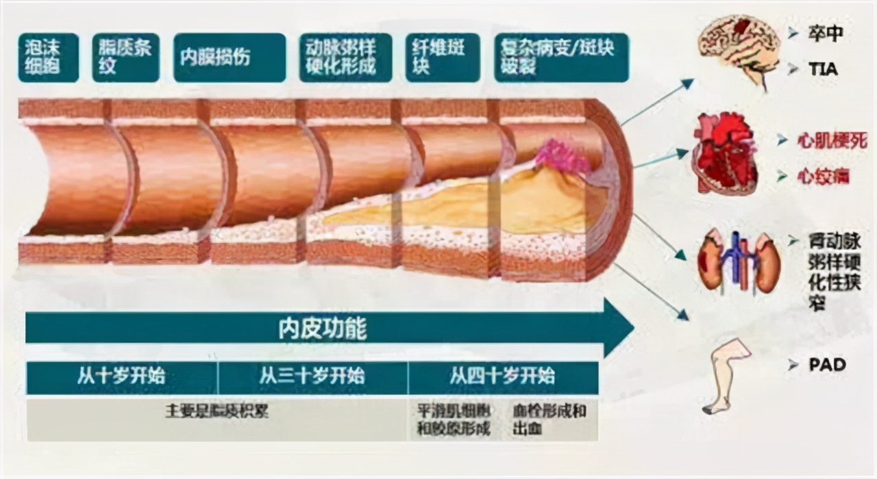 冠心病吃复方丹参片有效果吗,冠心病吃丹参滴丸有什么副作用