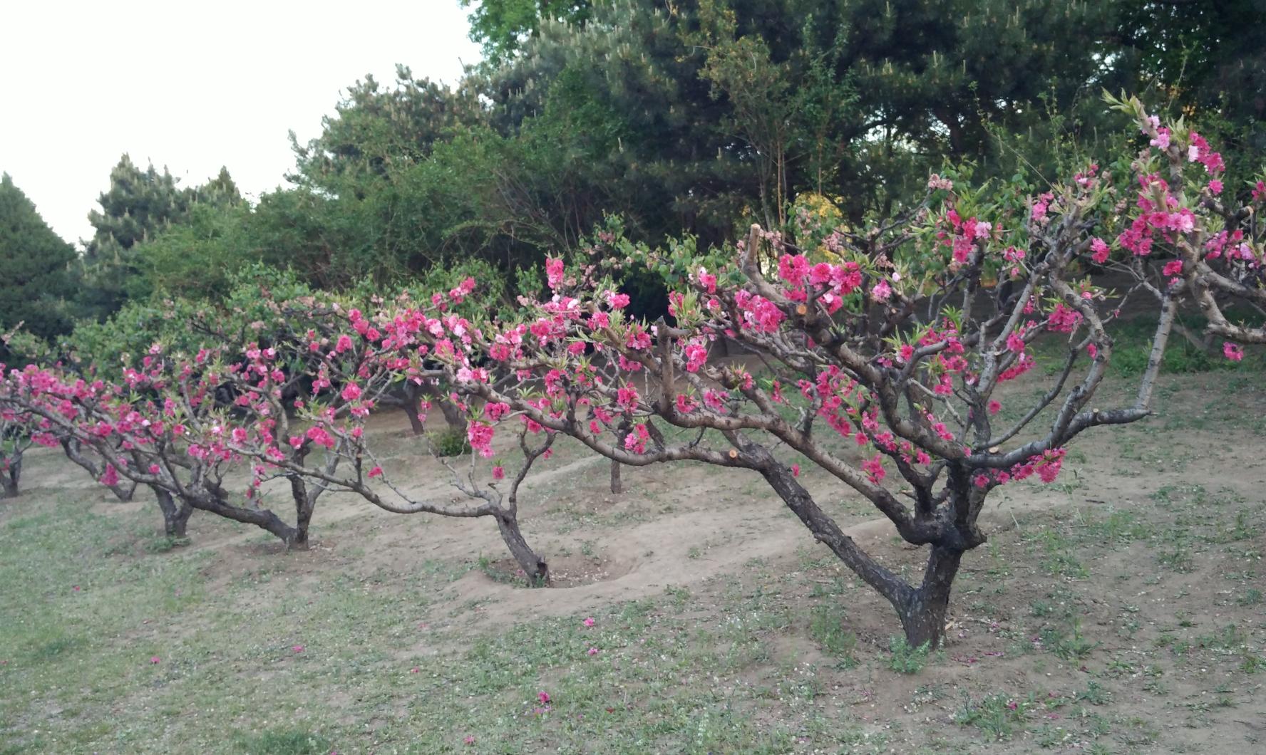 北京市朝阳区有哪些公园,北京朝阳区公园有哪些