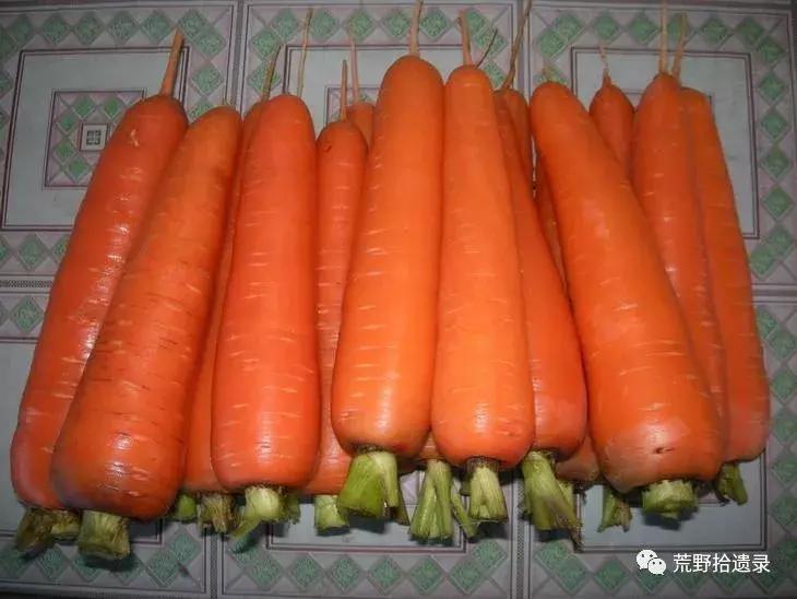 你知道胡萝卜是怎么来的吗,胡萝卜的演化史