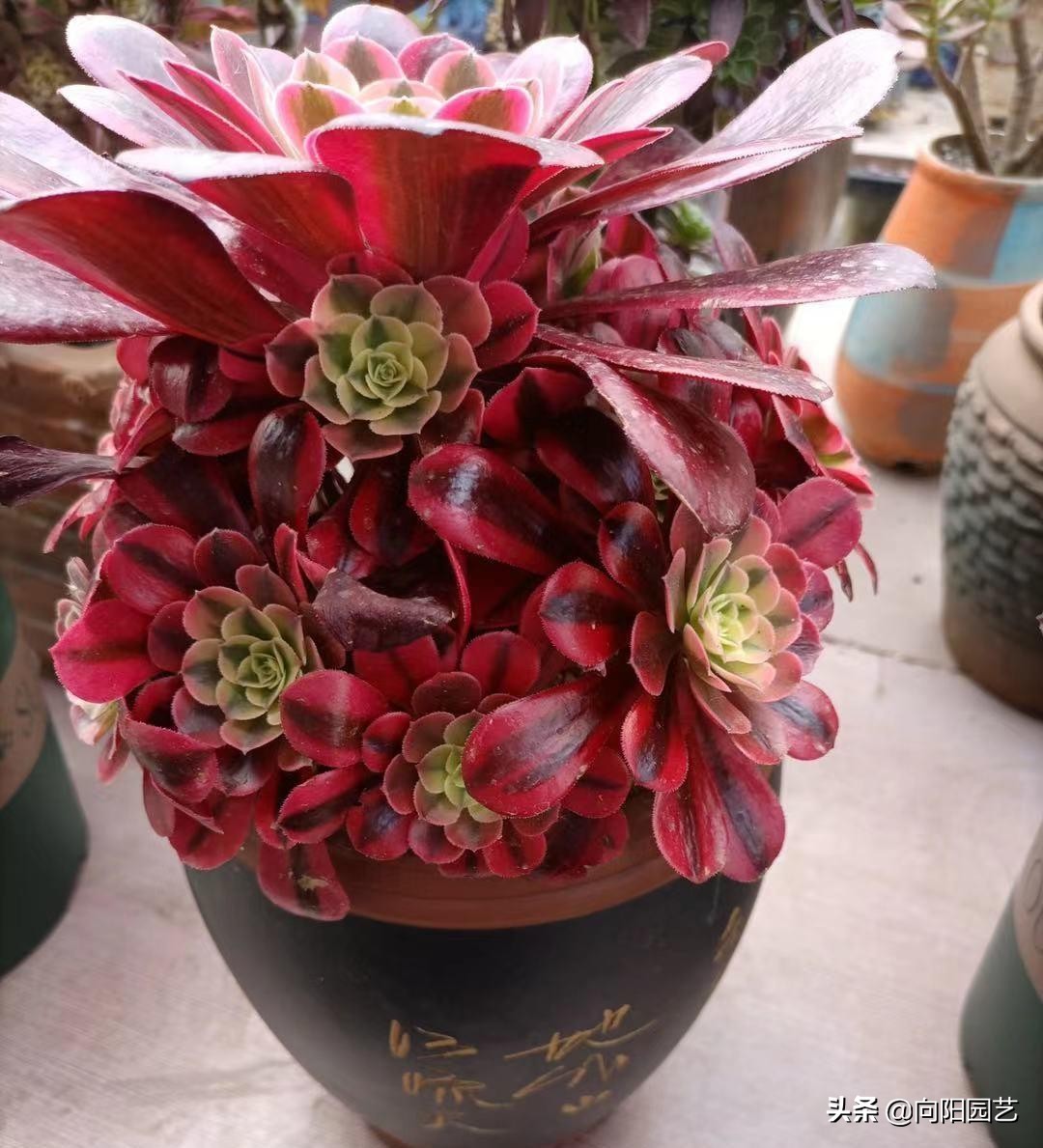 好看好养的植物推荐,最受欢迎的10大多肉品种