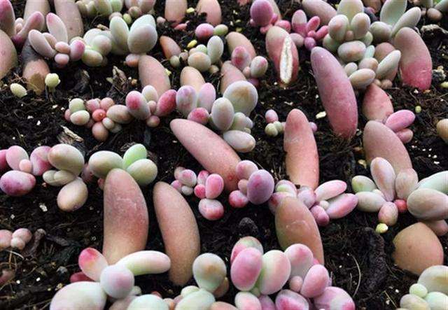 尖锐性湿疣其实不是大病,尖锐性湿疣是不是要伴随一生