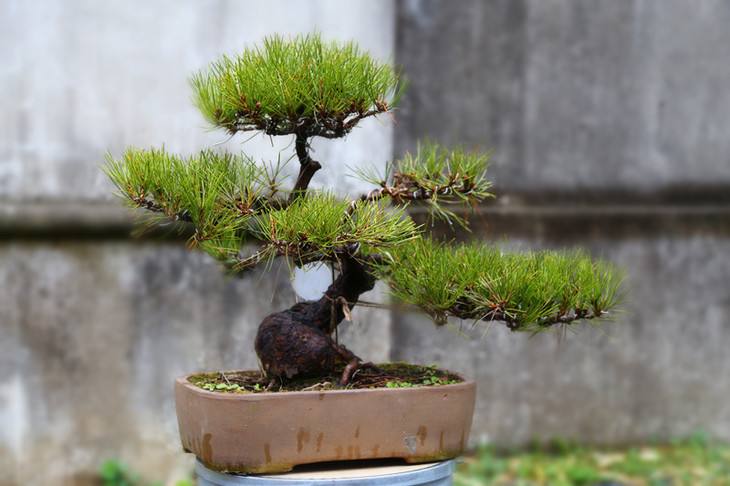 松针短小成簇,松针盆景植物