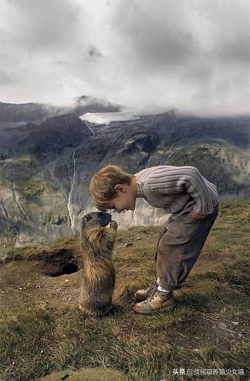 养一只土拨鼠需要什么,呆萌可爱的土拨鼠可以在家养