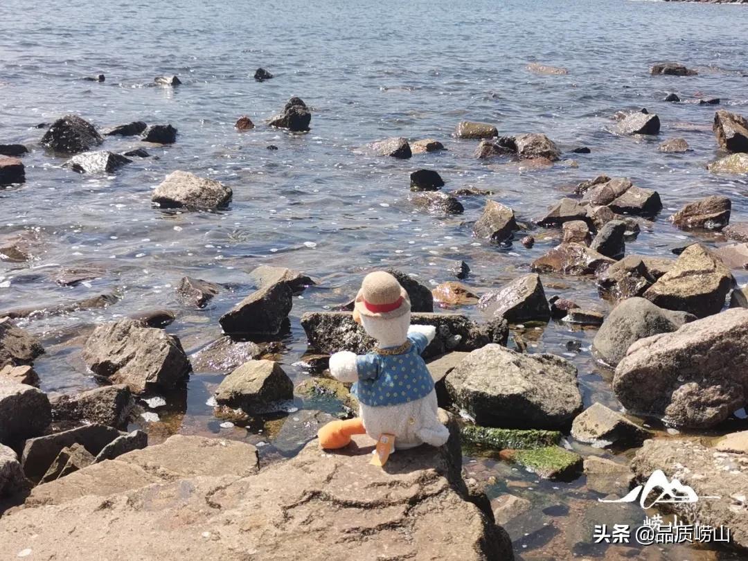 崂山矿泉水崂山茶,崂山养生茶