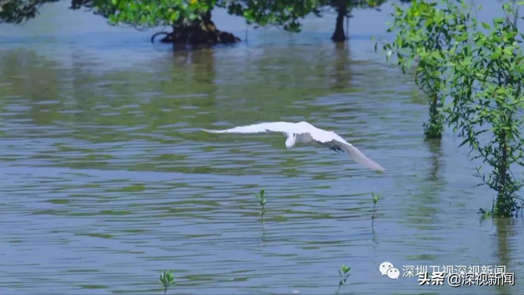 深圳市水务集团董事长胡嘉东,胡嘉东深圳水务局