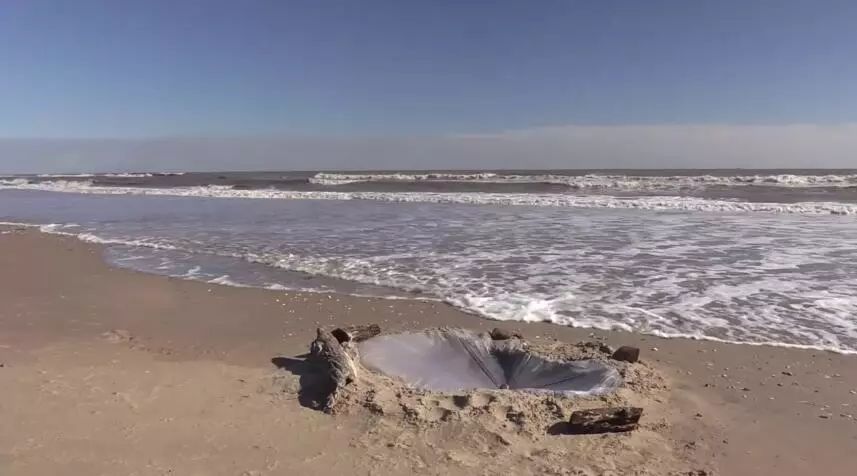 仙人掌在沙漠里是怎么生存下来的,在沙漠怎么才能活下来