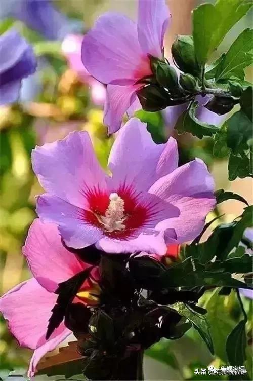 正月初九祝愿大家好运长长久久,正月初九最美好的祝福送给友友们