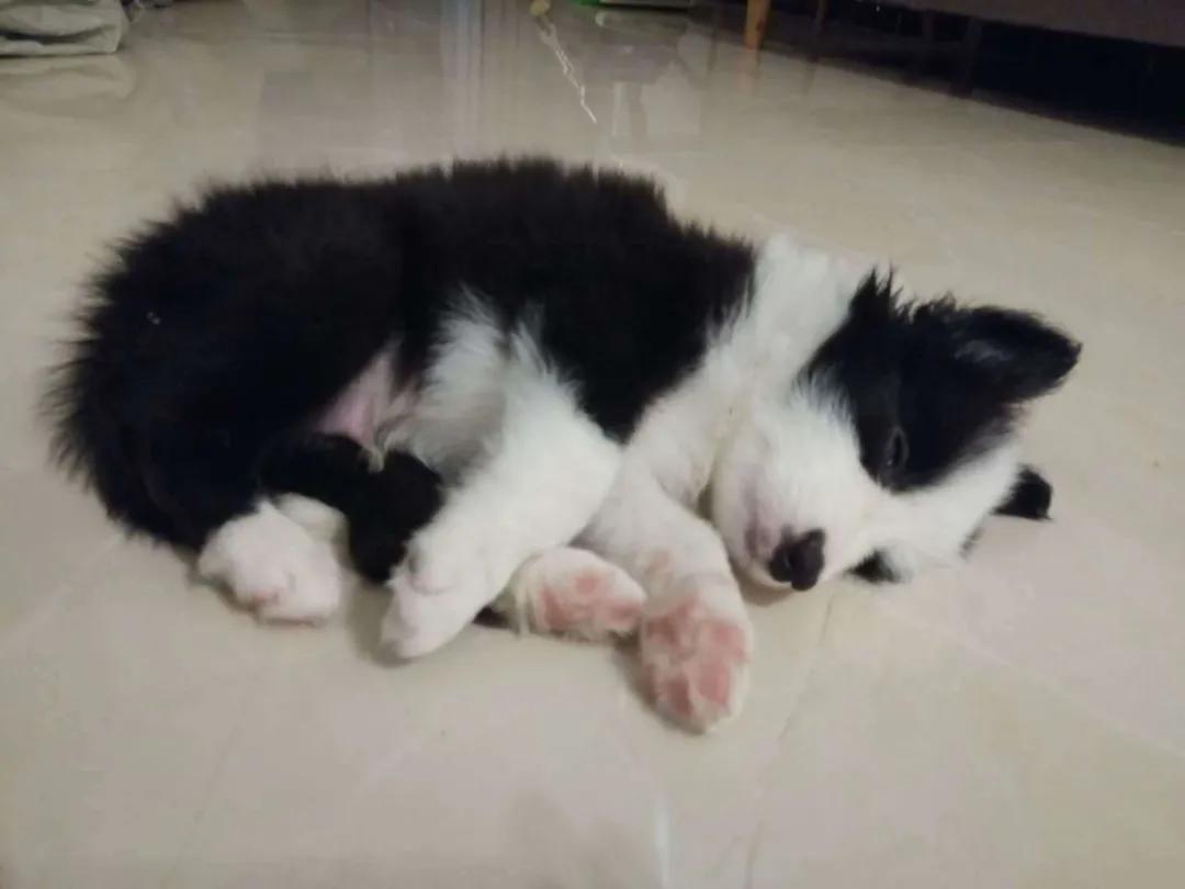 模仿狗狗睡姿,分享下你家狗子的睡姿