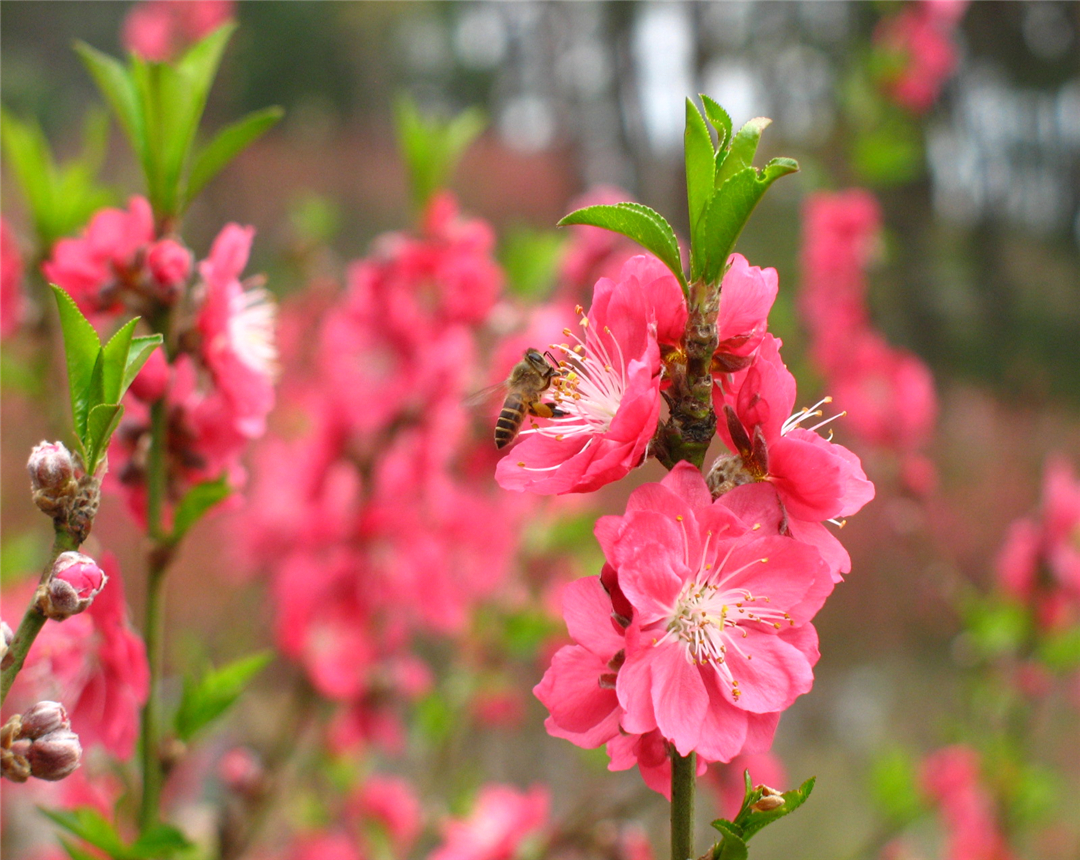 桃花盆栽养殖难？掌握好这几点，桃花盆栽的养殖不再困难！