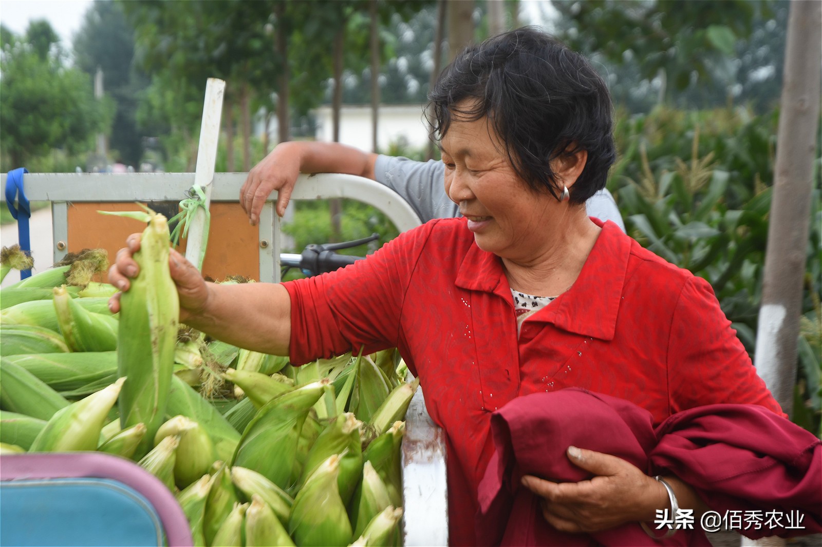 50亩田种萝卜一年多少成本,沙地种萝卜1亩赚多少钱