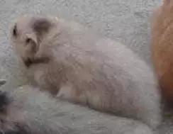 仓鼠种类大仓鼠,仓鼠的详细资料仓鼠的种类