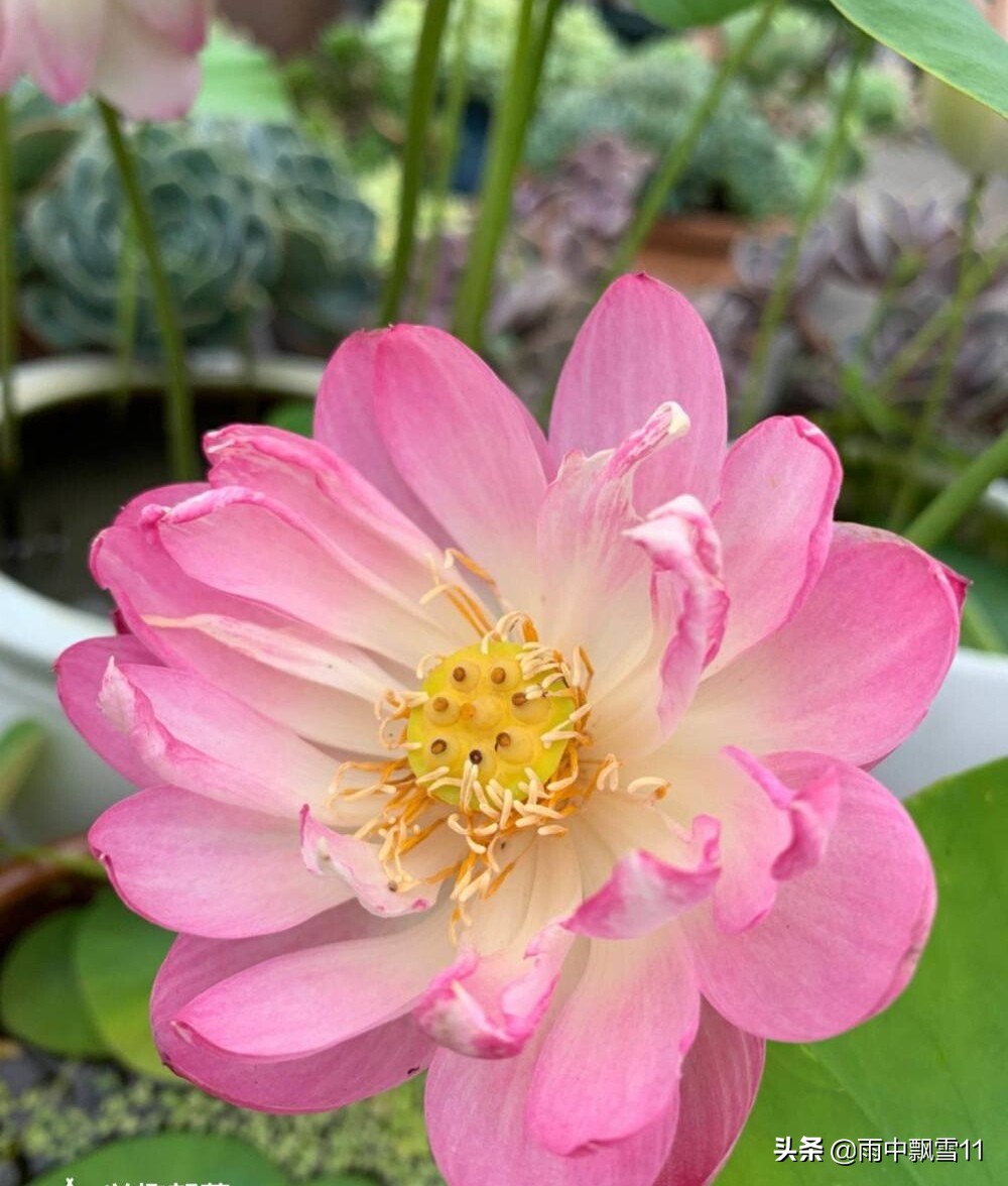 如何正确养碗莲才能让碗莲开花,碗莲怎么养才不烂叶子