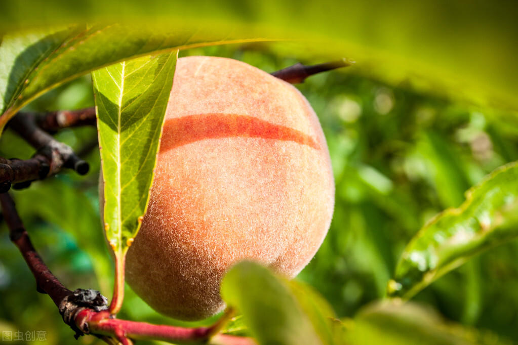 自制皮肤膏的做法大全,专治手足干裂滋润膏