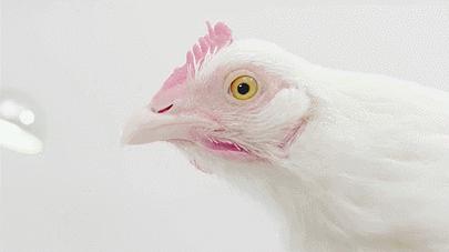 拿鸡当摄像机,拿鸡当摄像头